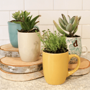 Mother’s Day Gift Idea – Succulents